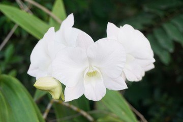 Obraz na płótnie Canvas white orchid flower in nature garden