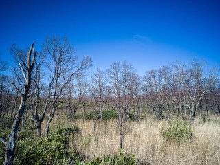 Clear Sky in Autumn Forest