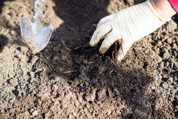 Spring garden work. Selective focus. 