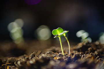 Young plants in agricultural plots.