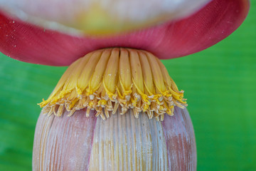 Banana Flower