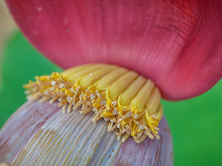 Banana Flower