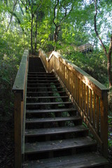 森の中の木製の階段