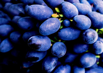 Blue grapes in a vineyard close up. Ripe red wine grapes. Autumn harvest.