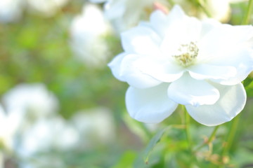 Fototapeta premium Biały kwiat róży