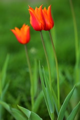 Fototapeta premium red Tulip in the grass