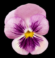 flower isolated purple Pansy on black background no shadows. Closeup. Nature.