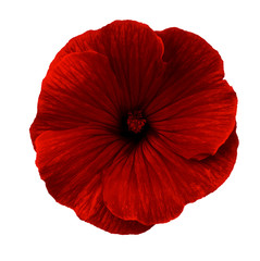Lavatera  red  flower on a white isolated background with clipping path.   Closeup.  For design.  Nature.