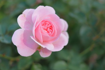 ピンク色の薔薇の花