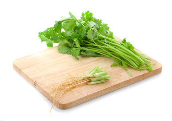 Bunch of fresh coriander leaves over white background