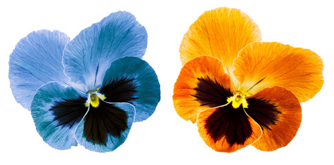 Pansies blue and orange flower on a white isolated background with clipping path.  Closeup no shadows.  Nature.