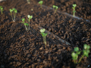 Young plants in agricultural plots.