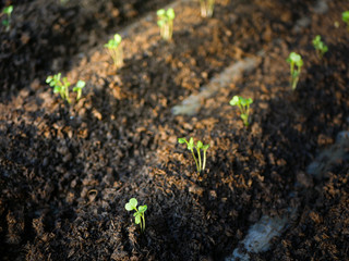 Young plants in agricultural plots.