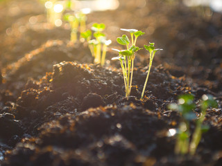 Young plants in agricultural plots.