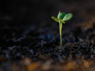 Young plants in agricultural plots.