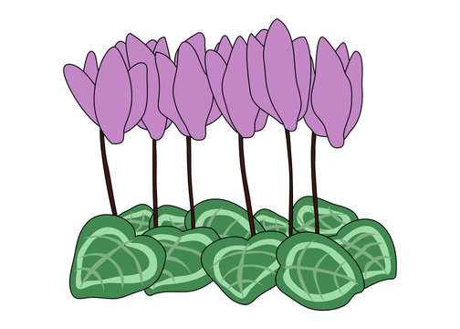 purple cyclamen flowers with green leaves clip art preview