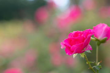 Pink rose flower at Narashino City, Chiba Prefecture, Japan
