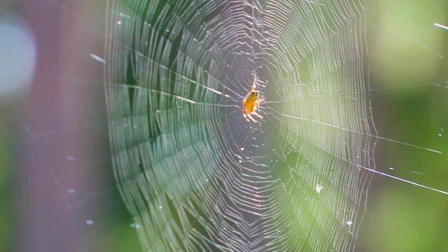 20636_Closer_look_of_the_spider_on_the_web_in_the_forest.mov