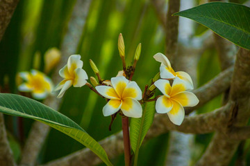 beautiful frangipani plumeria flower