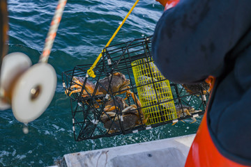 Crab fishing for Dungeness crab off the coast of Half Moon Bay Ca. © Larry D Crain