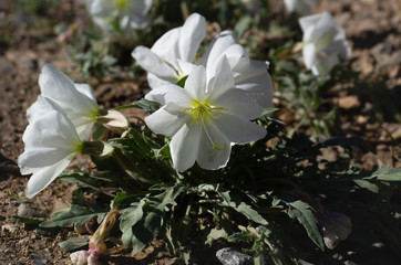 dune evening primrose