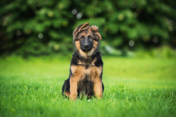 German shepherd puppy in summer © Rita Kochmarjova
