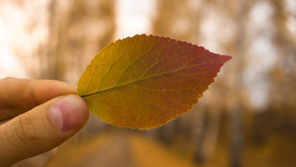 Hand holds yellow leaf on autumn alley trees background. Autumn season composition in forest.