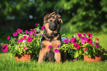 German shepherd puppy in flowers