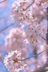 Cherry blossom in spring season at Tokyo, Japan. Cherry blossoms will start blooming around the late March in Tokyo, Many visitors to Japan choose to travel in cherry blossom season.