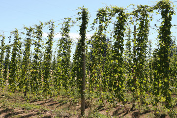 Hop bines on trellis