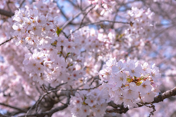 Cherry blossom in spring season at Tokyo, Japan. Cherry blossoms will start blooming around the late March in Tokyo, Many visitors to Japan choose to travel in cherry blossom season.