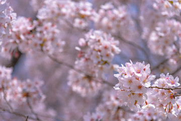 Cherry blossom in spring season at Tokyo, Japan. Cherry blossoms will start blooming around the late March in Tokyo, Many visitors to Japan choose to travel in cherry blossom season.