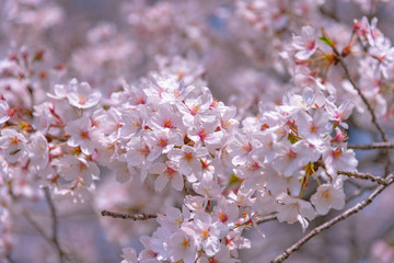 Cherry blossom in spring season at Tokyo, Japan. Cherry blossoms will start blooming around the late March in Tokyo, Many visitors to Japan choose to travel in cherry blossom season.
