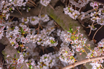 Cherry blossom in spring season at Tokyo, Japan. Cherry blossoms will start blooming around the late March in Tokyo, Many visitors to Japan choose to travel in cherry blossom season.