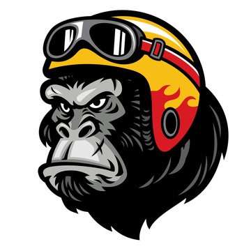 gorilla head wearing the helmet
