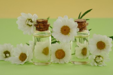 Chamomile essential oil set in glass bottles and chamomile on a combined light green-yellow background.Organic Natural Pure Oil