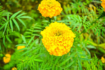 Marigold - Sunflower  