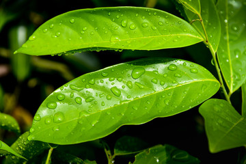 Rain drops on green leaf