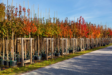 sale of trees in the garden center