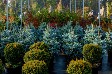 sale of trees in the garden center