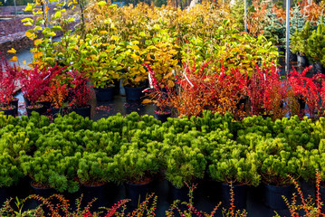 sale of trees in the garden center