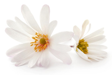 Fototapeta premium Anemone Blanda white shade or Grecian Windflowers