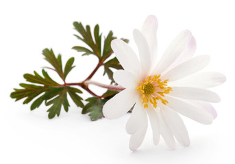 Fototapeta premium Anemone Blanda white shade or Grecian Windflowers