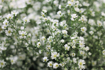 chamomile or daisy hipster and vintage flower garden .