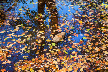 autumn forest nature