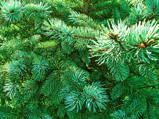 Green spruce tree close-up. Bright background of coniferous branches with needles lit by natural sunlight.