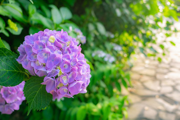 Fototapeta premium 静岡県 下田市 紫陽花