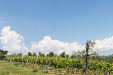 Obraz premium Green Winery Vines with Blue Sky
