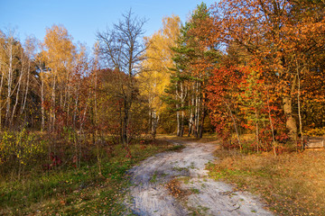 autumn forest nature
