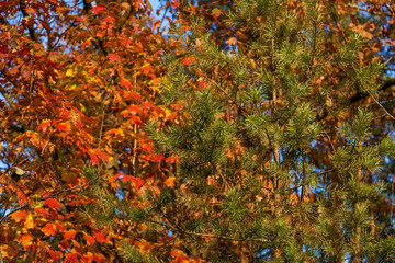 autumn forest nature